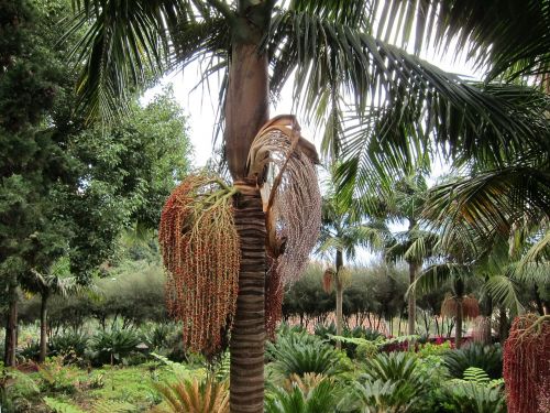 palm dates nature