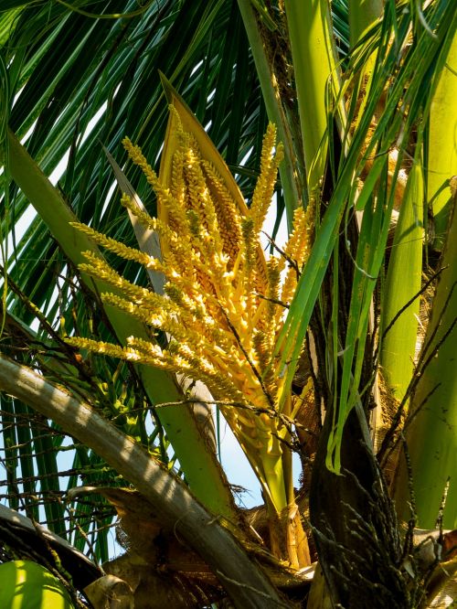 palm blossom coconut tree palm