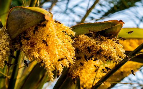 palm blossom bees collect honey