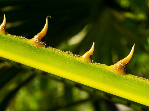 palm branch thorns spur