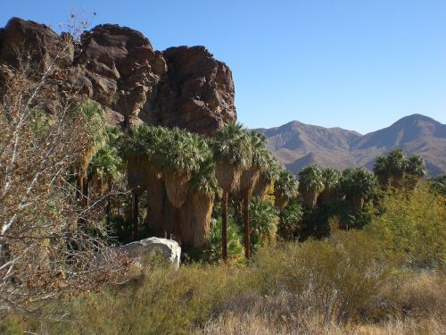 palm canyon california desert