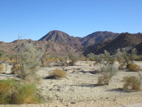 palm desert rugged sand