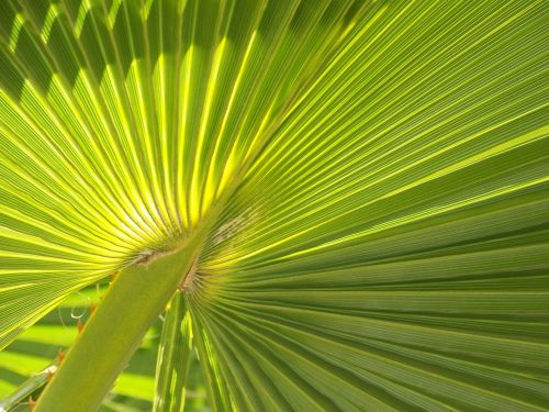 palm frond leaf palm