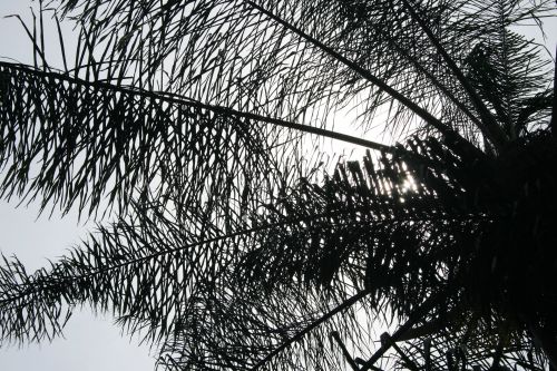 Palm Frond Silhouette