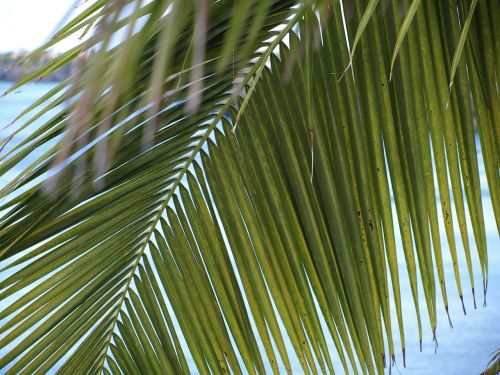 palm fronds james light green