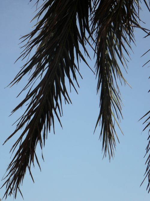 palm fronds palm sky