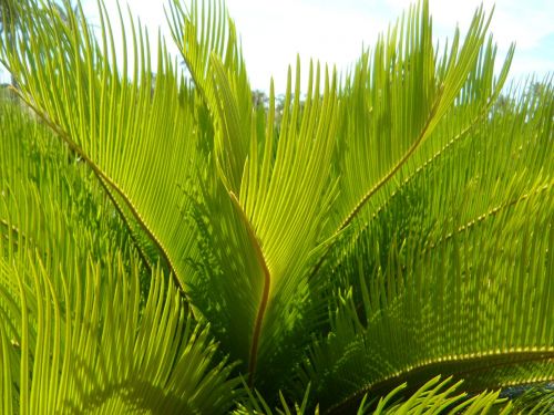 palm fronds detail close