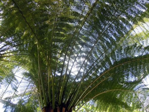 palm fronds palm fern