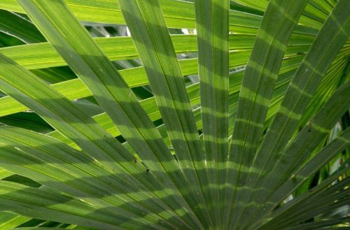 palm fronds palm leaf plant
