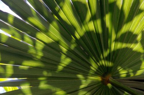 palm fronds palm wedel