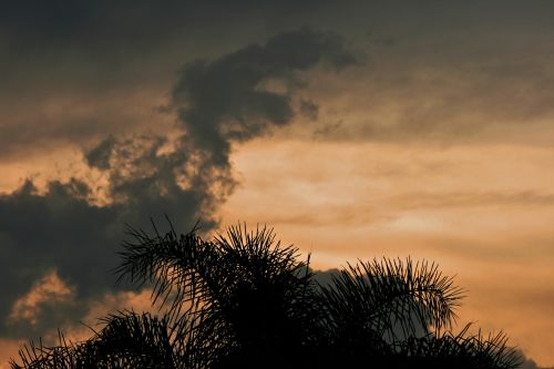 Palm Fronds And Golden Sky