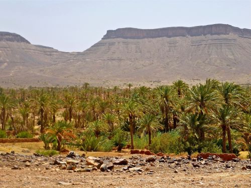 palm grove morocco landscape