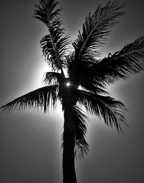 palm in black and white palm florida
