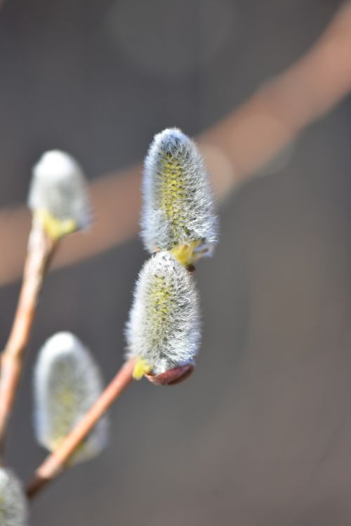 palm kitten spring blossomed