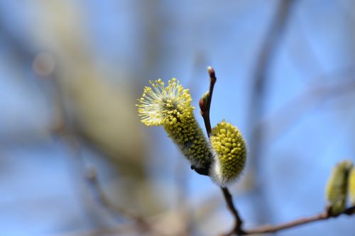 palm kitten blossomed willow catkin