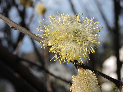 palm kitten  blossom  bloom