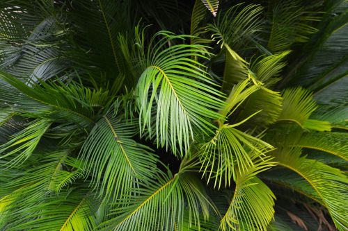 palm leaf ferns fronds