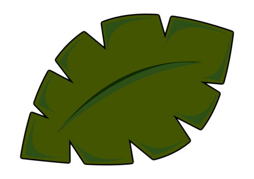 palm leaf palm leaf