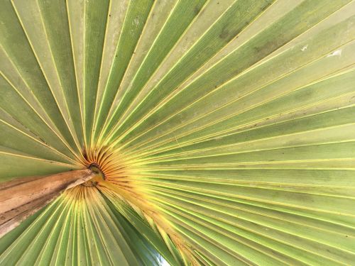 palm leaf green tropical