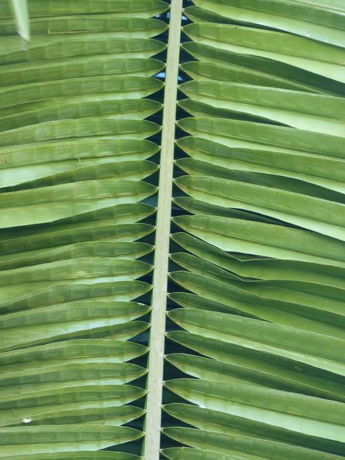 palm leaf foliage lush