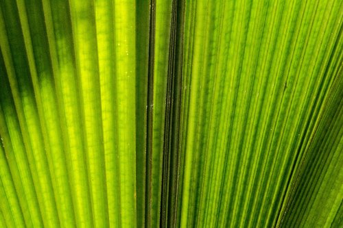 palm leaf  tropical  leaf