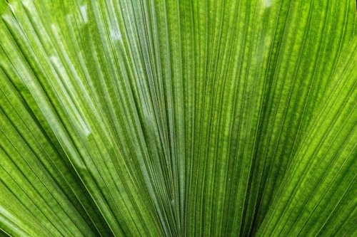 palm leaf  leaf  plant