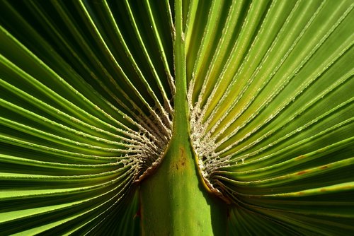 palm leaf  green  leaf