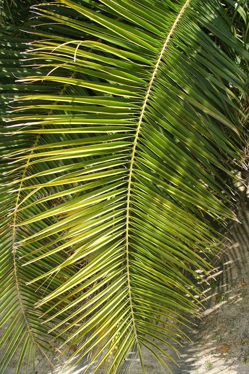 palm leaf  nature  tropic