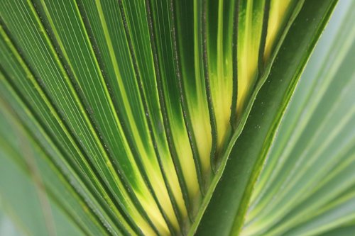 palm leaf  green  yellow