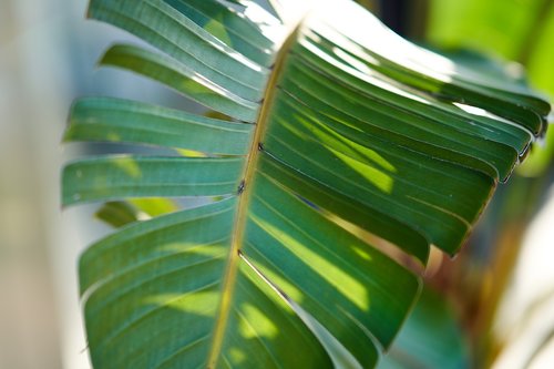 palm leaf  exotic  green