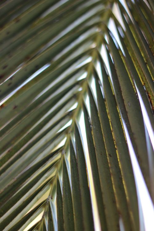 palm leaf nature palm