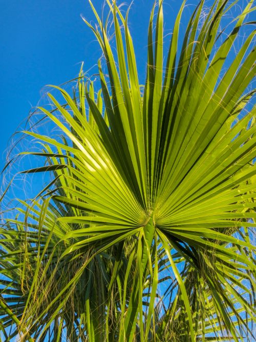 Palm Leaf And Sky
