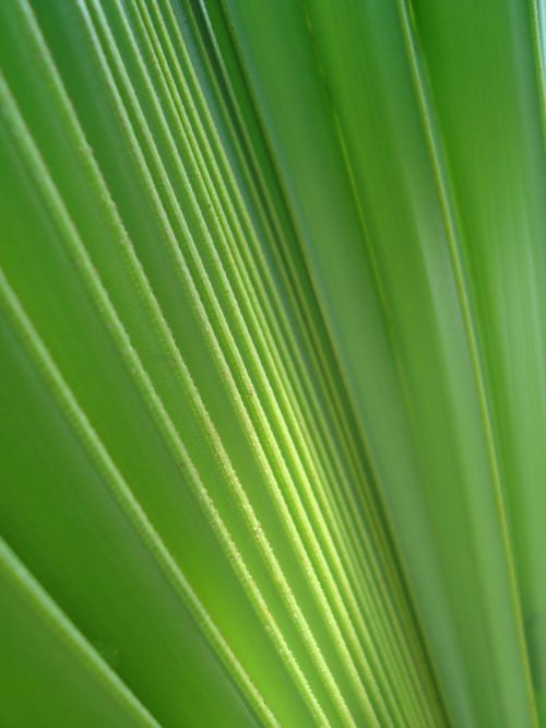 Palm Leaf Background