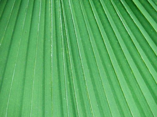 Palm Leaf