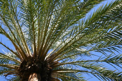 palm leaves palm tree tropical