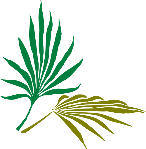 palm leaves palm tropical