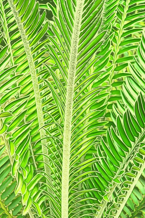 palm leaves summer nature