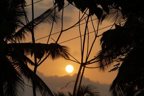 palm leaves sunset sky