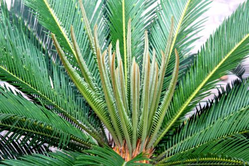 Palm Leaves Background