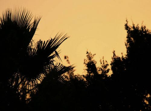 Palm Leaves In A Pastel Sky