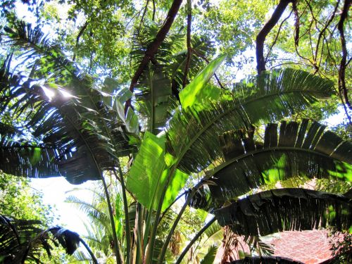 Palm Leaves In Summer