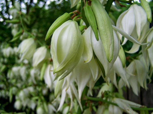 palm lily  white flower  flower garden