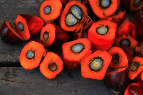 palm oil oil palm