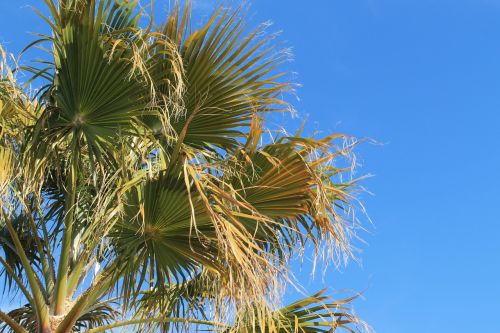 palm springs palm tree desert