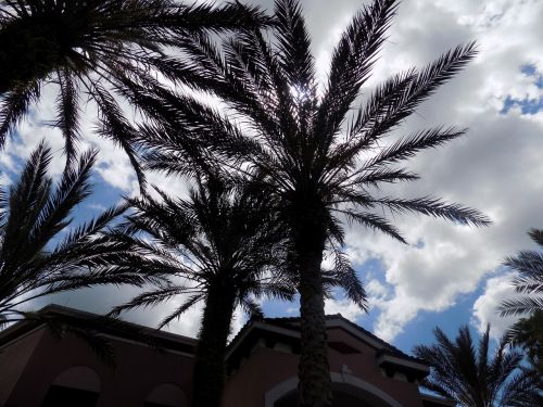 palm tree florida palm