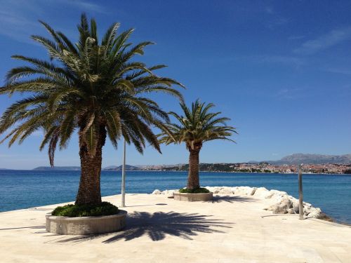 palm tree beach sun