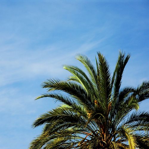 palm tree sky landscape