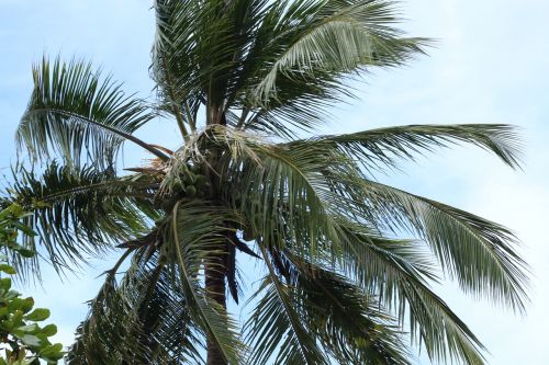 palm tree tree leaves