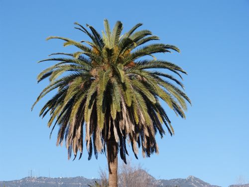 palm tree tree blue sky