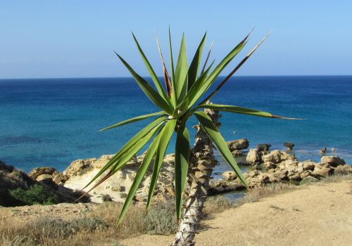 palm tree garden sea